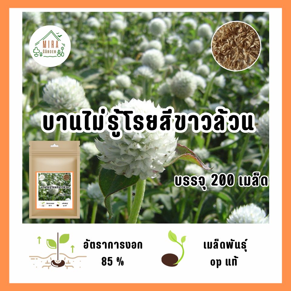 เมล็ดพันธุ์ บานไม่รู้โรย สีขาว บรรจุ 200 เมล็ด | Shopee Thailand