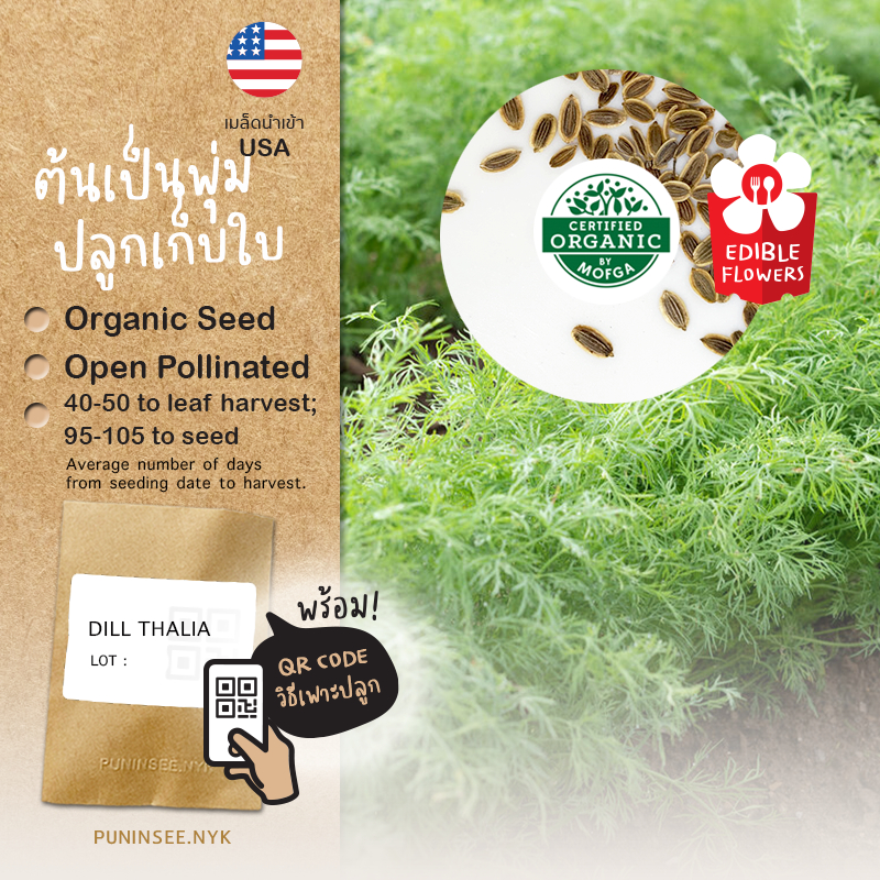 เมล็ดสมุนไพรนำเข้า ดิล เก็บใบ Greensleeves Dill Seed) ผักชีลาว