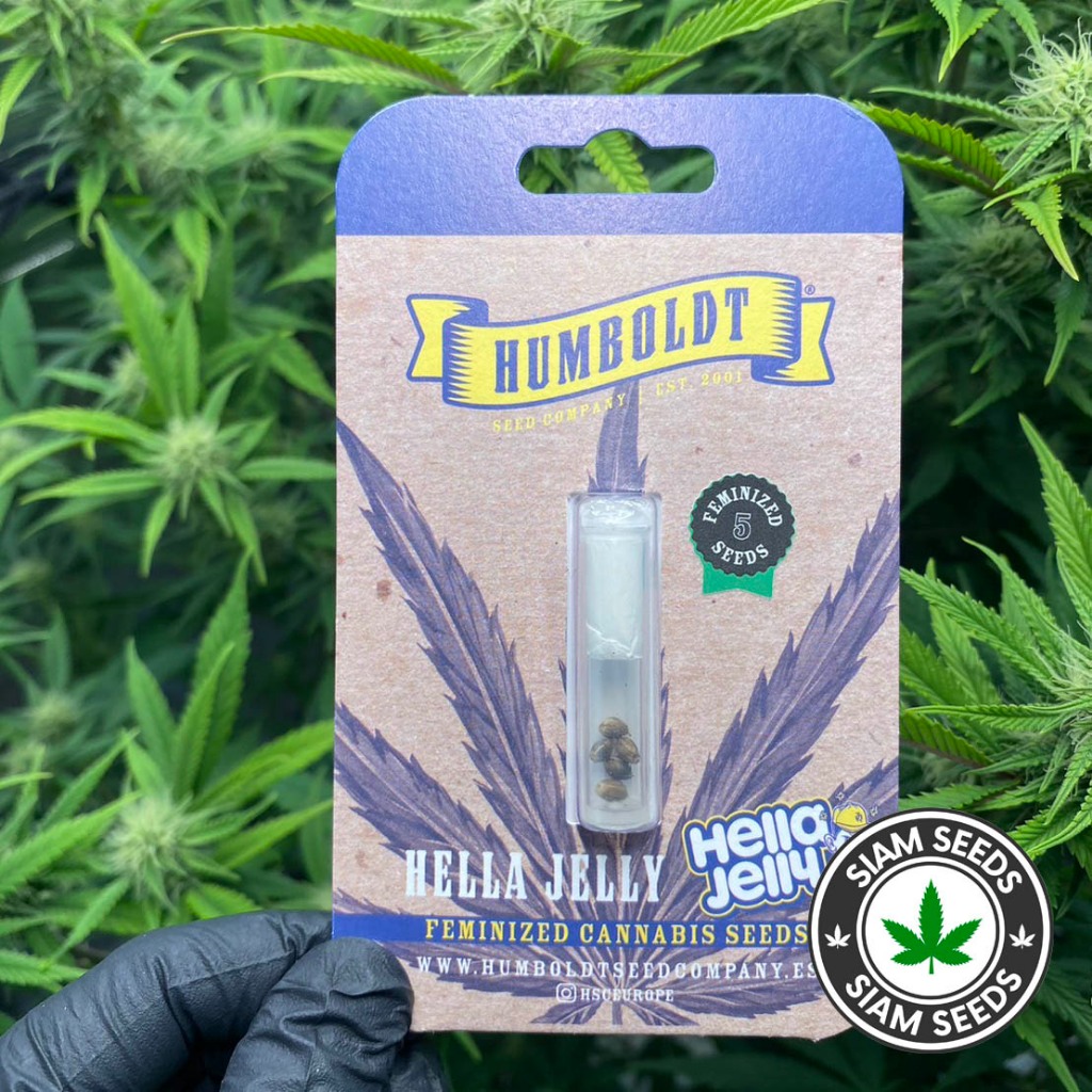 เมล็ดกัญชา Humboldt Seed Company Hella Jelly Feminized Cannabis Seeds