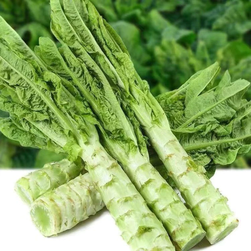 ต้นผักกาด ก้านผัดกาดหอม ผักโอซุ่น 中国莴笋 ขนาด1กิโล กรุบๆกรอบๆยำ ผัด กินกับหม่าล่า อร่อยๆสุดๆ ต้นผักกาด ก้านผัดกาดหอม ผักโอซุ่น 中国莴笋 ขนาด1กิโล กรุบๆกรอบๆยำ ผัด กินกับหม่าล่า อร่อยๆสุดๆ