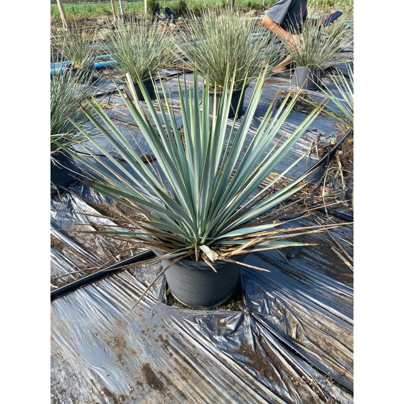 Yucca rigida ยุคค่าริจิด้า (ไซต์ 40ซม.) | Shopee Thailand