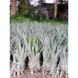 หน่อสับปะรดปัตตาเวียสายนำ้ผึ้ง(หนองคาย)100หน่อ photo