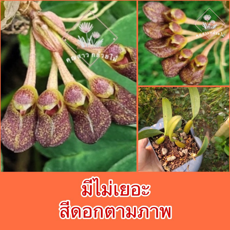 สิงโตมาจากเวียดนาม ไม่ทราบชื่อสีดอกตามภาพแม่ค้าถ่ายเองลักษณะดอกคล้าย ...