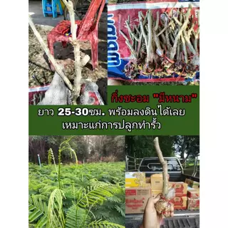 ชะอม กิ่งตอน พันธุ์เกษตรปราจีนบุรี ยอดใหญ่ เน้นเก็บยอด ยอดถี่ 1 ชุด 5 กิ่ง 80 บาท ความยาว30ซม. photo