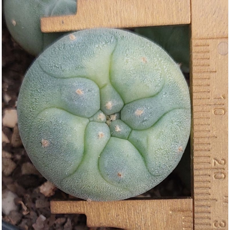 Fricii variegated ฟริซิไอด่าง no.1 | Shopee Thailand