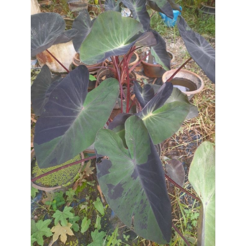 บอนลูกผสมใหม่_ฟรีเซอร์_Colocasia_ferzer | Shopee Thailand