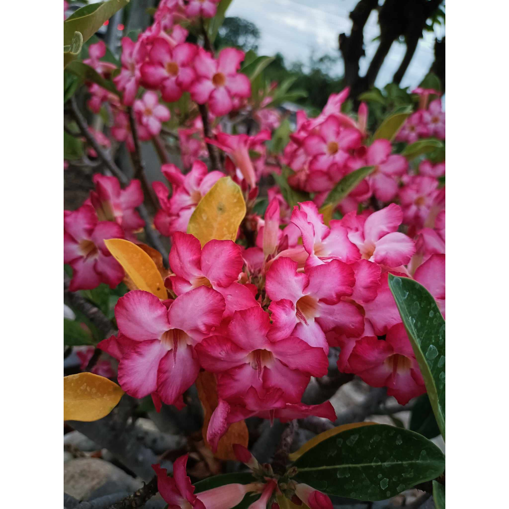 ชวนชม-adenium-เพชรมงคล-กระถาง-80เซน-ดอกสีชมพู-เต็มต้น