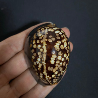 เปลือกหอยสวยๆ คอลเลกชันหอยสังข์ Turtle cowrie shell black conch 6-8cm