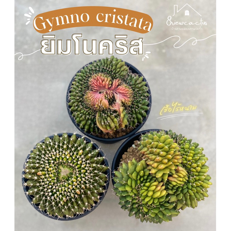 gymno-cristata-ยิมโนคริส-เชื้อไร้หนาม-ไม้เมล็ด-คัดฟอร์มสวยๆ-ไซส์ใหญ่ๆ-ปลูกในกระถาง-4-นิ้ว-แคคตัส-กระบองเพชร-cactus