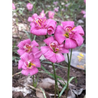 บัวดินZ.Flora Love หัวละ 30 บ.