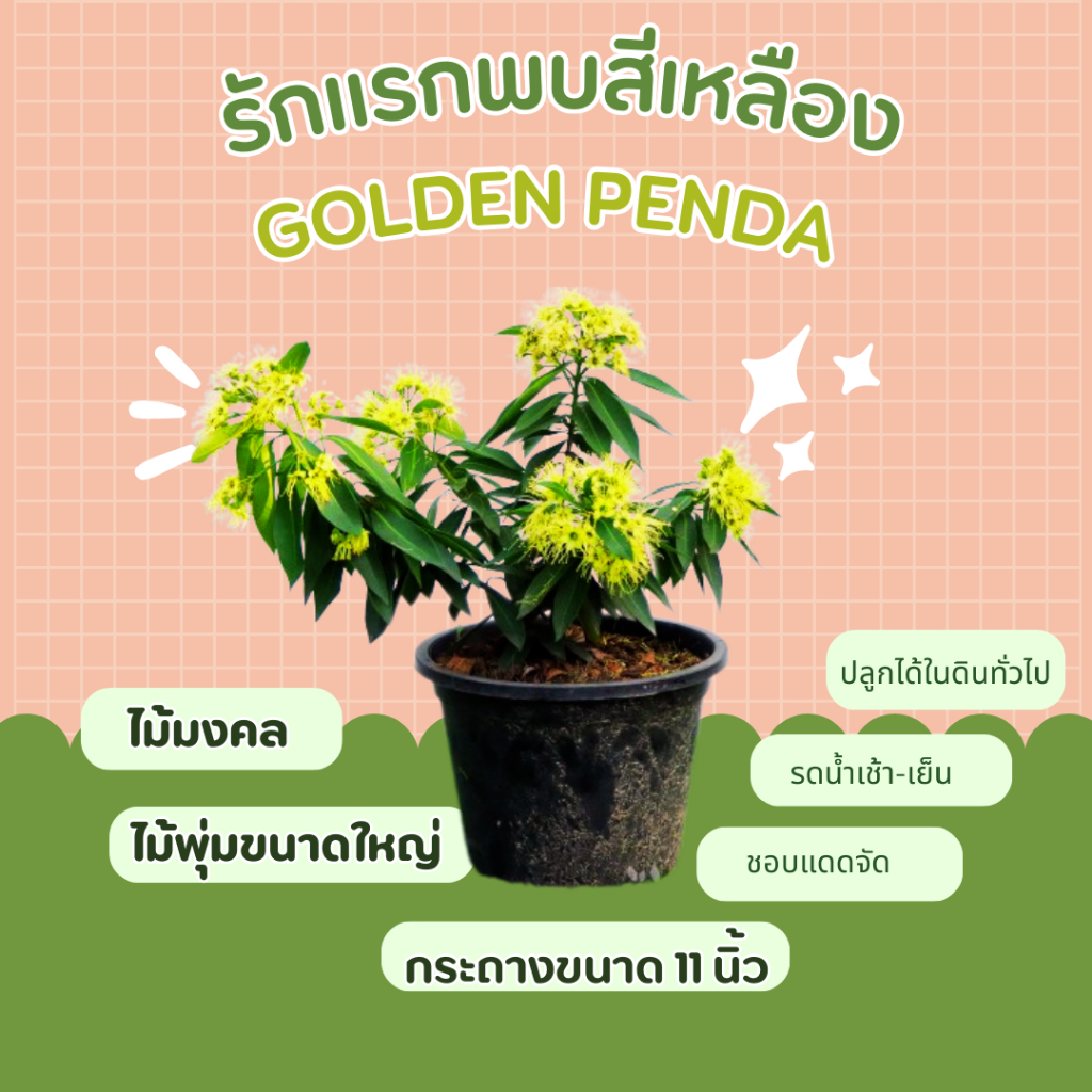 ต้นรักแรกพบ-golden-penda-ไม้มงคล-ไม้พุ่มขนาดใหญ่-กระถาง-11-นิ้ว-รักแรกพบสีเหลือง