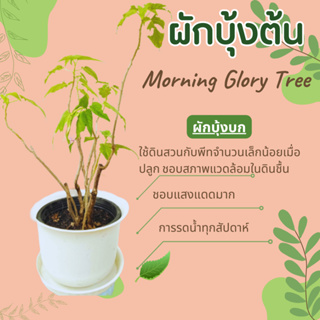 ผักบุ้งต้น ผักบุ้งบก Morning Glory Tree