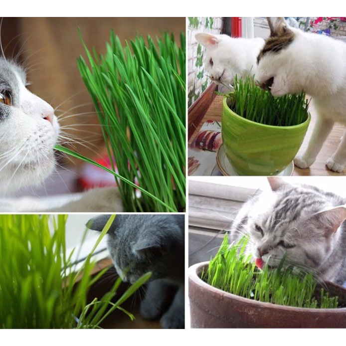 bioline-cat-grass-kit-ชุดปลูกต้นอ่อนข้าวสาลี-ชุดกระปุกหญ้าแมวพร้อมปลูก