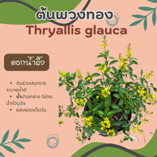 ต้นพวงทอง ดอกน้ำผึ้ง Thryallis glauca , gold shower plant