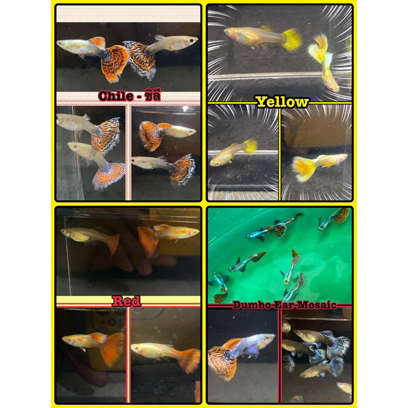 Wallpaper Guppy (New) ของจริง | Shopee Thailand