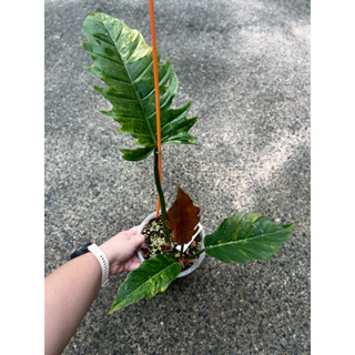 พินนาคด่าง คาราเมลมาเบิ้ล philodendron caramel mable var. พิณนาคด่าง