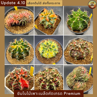 [Update 4.10] ยิมโนด่างไม้เพาะเมล็ด(Seeding) ยิมโนคริสด่าง คัดเกรด สวยๆทุกต้น cactus ส่งทั้งกระถาง