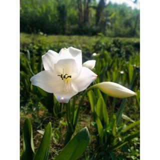 ว่านมหาบัวขาว ว่านมงคลดอกสวย ขายเป็นเต้นค่ะ ( white natal lily / ว่านมหาบัว ) 999garden