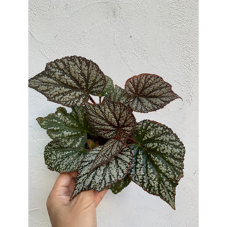 บีโกเนีย begonia hybrid กระถาง 5 นิ้ว กรุณาอ่านก่อน สั่งนะคะทักแชทดูต้นปัจจุบันได้ค่ะ