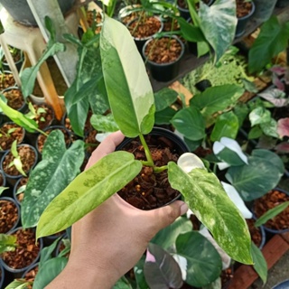 🌱 (1/11/66) Philodendron Domesticum ❤️ ฟิโลเดนดรอนโดเมนติคัม ด่างสวย 🌱 [PD]