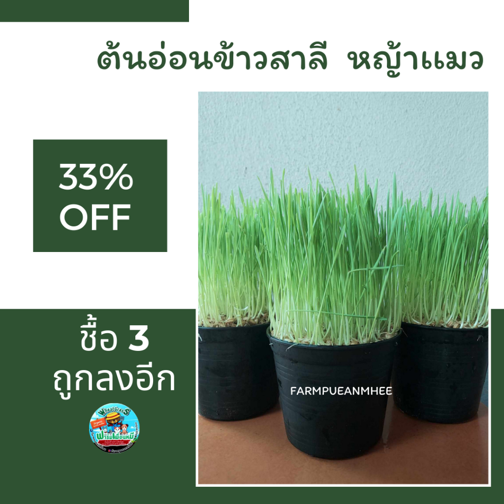 หญ้าเเมว-ต้นอ่อนข้าวสาลี-wheatgrass-จำนวน-3-กระถาง