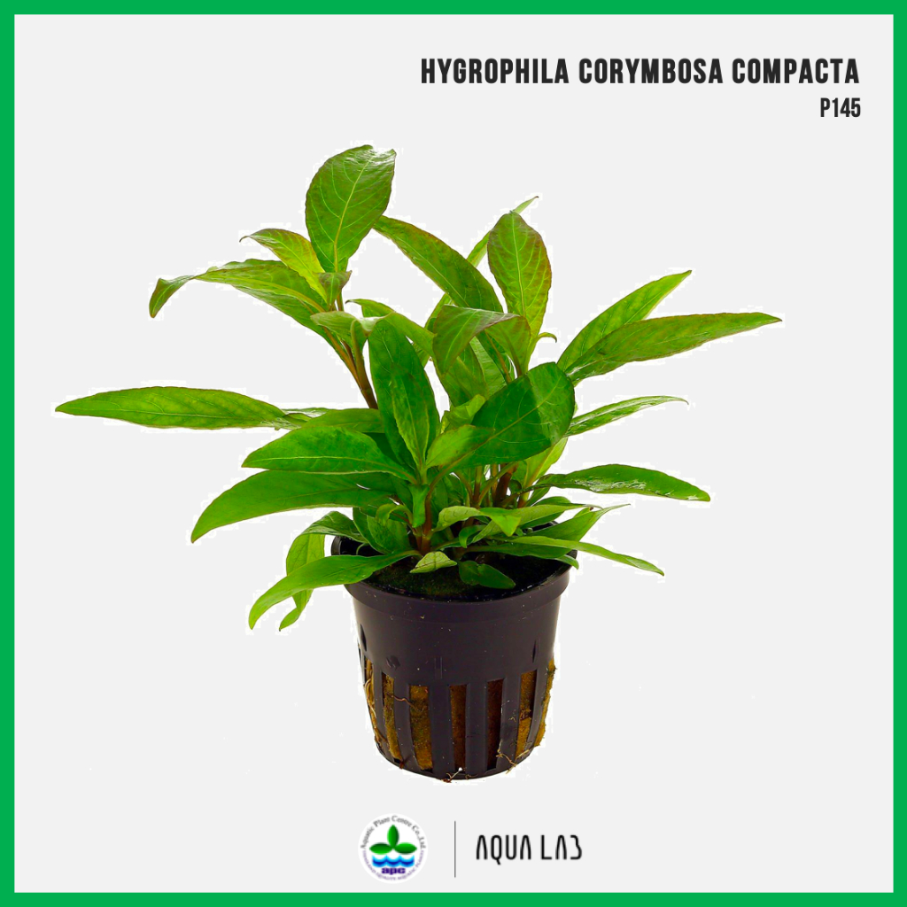 [APC] Hygrophila corymbosa compacta (ไฮโกรฟิลา คอริมโบซา) [ไม้น้ำ ...