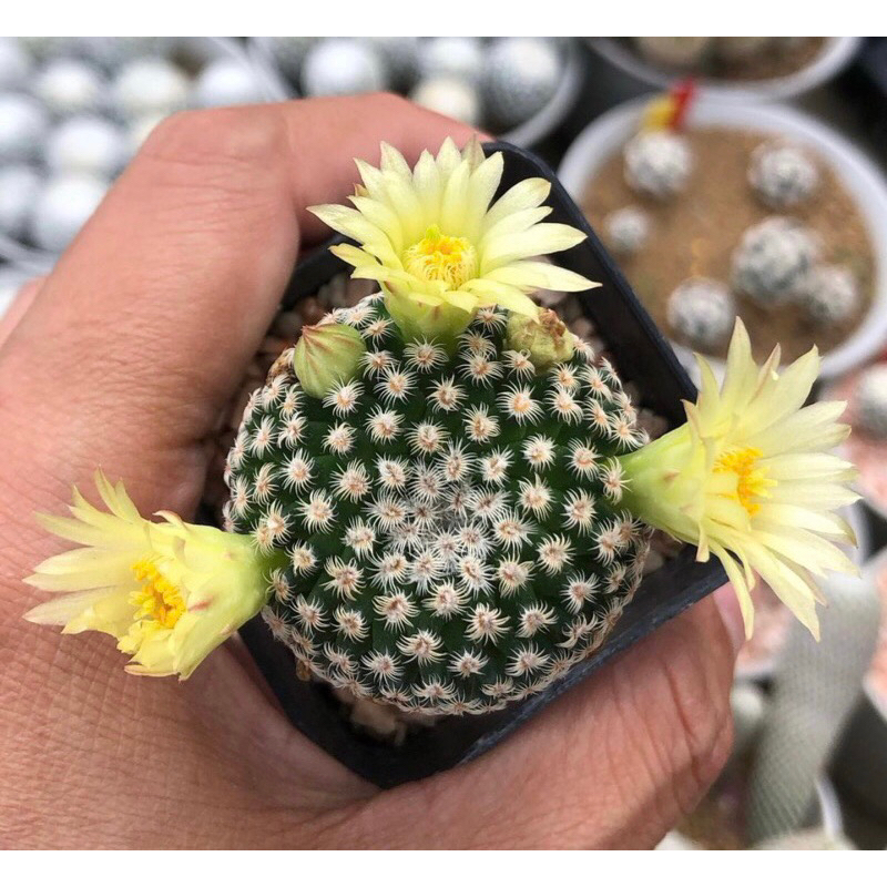 ดอกบานนะจ๊ะพี่จ๋า-mammillaria-solisioides-นางน่ารัก-ดอกน่ารักขึ้นแท่นแมมหายากอีกตัว