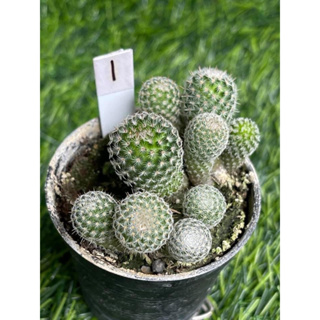 🌵🌵💥สุดคุ้ม! ขายยกพอต ยกกระถาง แคคตัส Cactus กระบองเพชร ยกพอต ส่งทั้งกระถาง💥