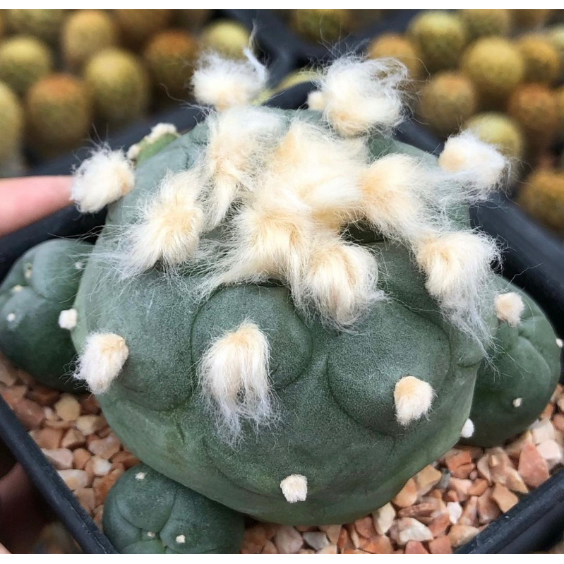 ต้าวลูกหมา-ขนปุกปุยเกินปุยมุ้ยยลูก-lophophora-diffusa-koike-hybrid