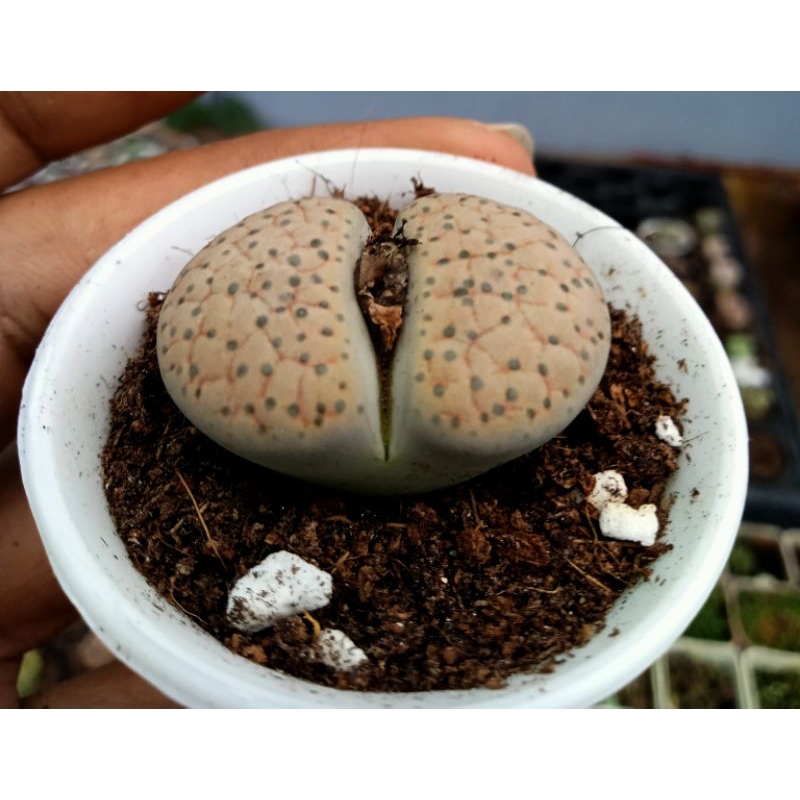 Lithop full color.ไลทอปรวมสีรวมสายพันธุ์ส่งทั้งกนะถางมีรากแล้วแข็งแรง ...