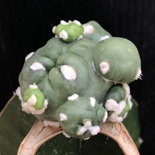 [พร้อมส่ง]🌵 แคคตัส ช้างบูลแมมม่ามอนส์ coryphantha bumamma monstrose cactus ไม้กราฟ จำนวน 1 ต้น