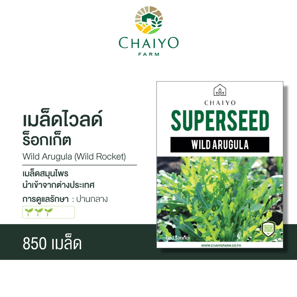 เมล็ด-wild-arugula-wild-rocket-ไวลด์-ร็อกเก็ต