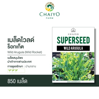 เมล็ด WILD ARUGULA (Wild Rocket) ไวลด์ ร็อกเก็ต