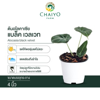 อโลคาเซีย แบล็ค เวลเวท  (Alocasia black velvet) กระถาง 4 นิ้ว