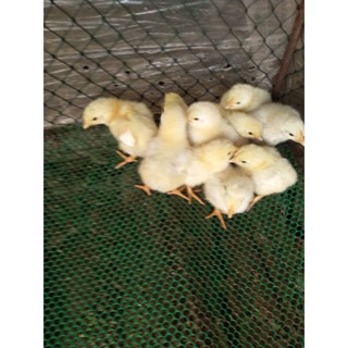 ไก่อังกฤษ ราคาพิเศษ | ซื้อออนไลน์ที่ Shopee ส่งฟรี*ทั่วไทย!