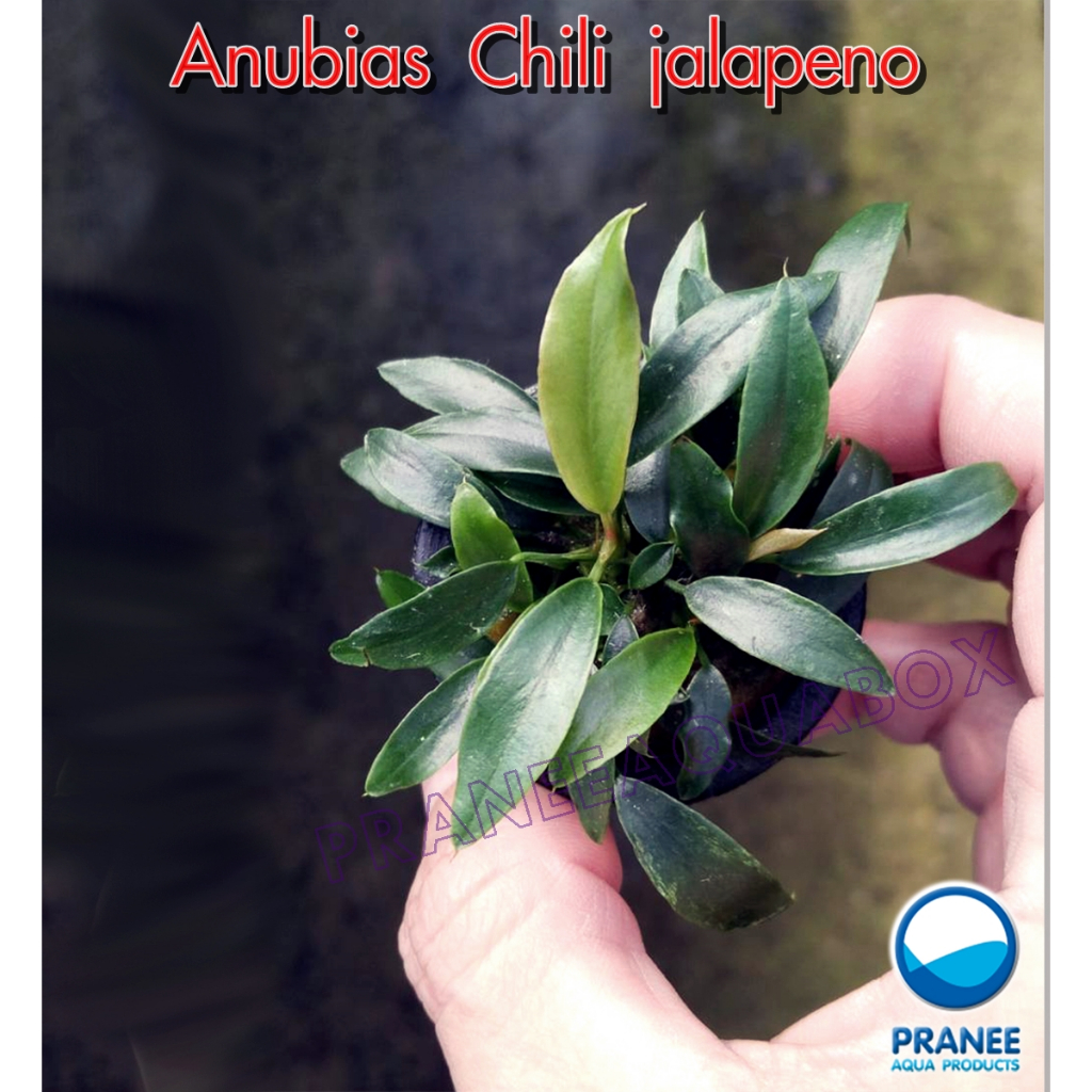 อนูเบียส Anubias Chili Jalapeno (1กระถาง ) (ต้นไม้น้ำ) ***กรุณาอ่าน