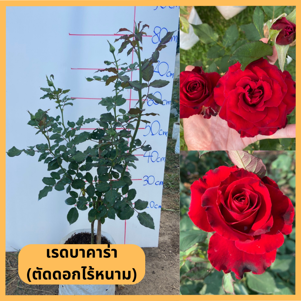 [Rose Chiang Mai] กุหลาบเรดบาคาร่า (แดงตัดดอกไร้หนาม) ถุง 8 นิ้ว / สูง ...