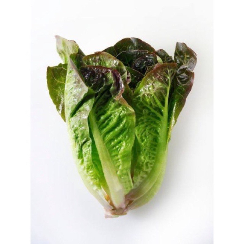 เมล็ดพันธ์ โรส มินิคอส (Rose mini cos lettuce) | Shopee Thailand