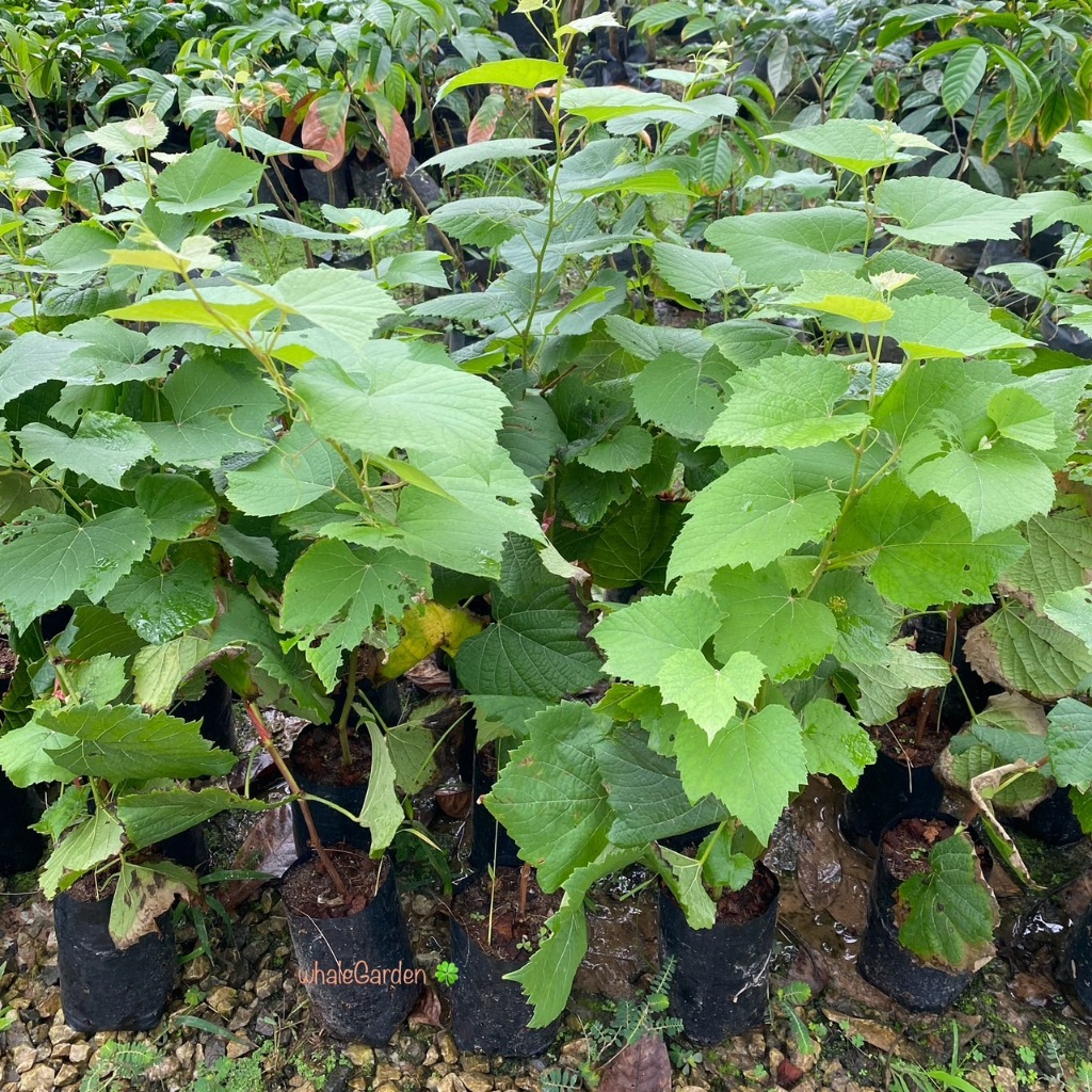 ต้นองุ่น องุ่น ไร้เมล็ด กิ่งตอน พันธุ์ รูทเพอเรท Loose Perlette Grape ...