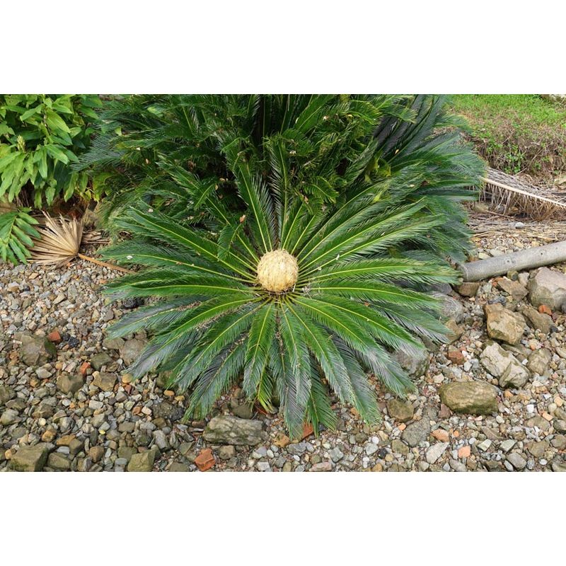 ต้น ปรงญี่ปุ่น Sago palm พร้อมปลูกในถุงดำ 59 บาท ปรง Cycad ไม้ประดับที่ ...
