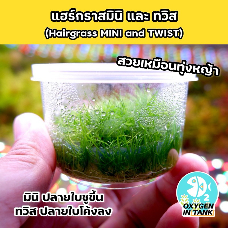 แฮร์กราสมินิ และ แฮร์กราสทวิส [Hairgrass Mini & Hairgrass Twist] ไม้น้ำ ...