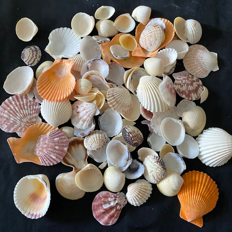 เปลือกหอยรวม 250g MIX clam shells บ้านและสวน และวัสดุตกแต่งตู้ปลา ...
