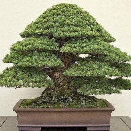 10 สนดำญี่ปุ่น สนญี่ปุ่น บอนไซแคระ JAPANESE BLACK PINE
