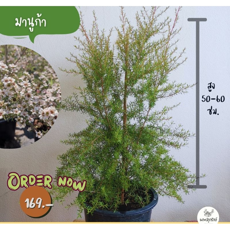 ต้นมานูก้า #ดอกสีขาวอมชมพู #ดอกชมพูซ้อน Manuka/Tea Tree F36 | Shopee ...