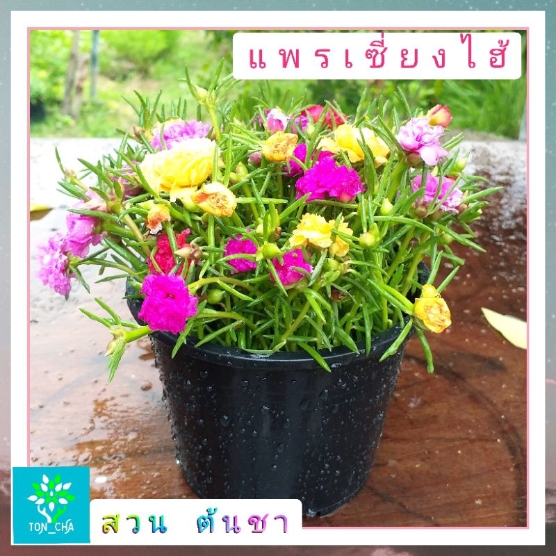 แพรเซี่ยงไฮ้-คุณนายตื่นสาย-แบบคละสี-1-กระถางมีเป็นร้อยกิ่ง-คุ้มสุดๆ