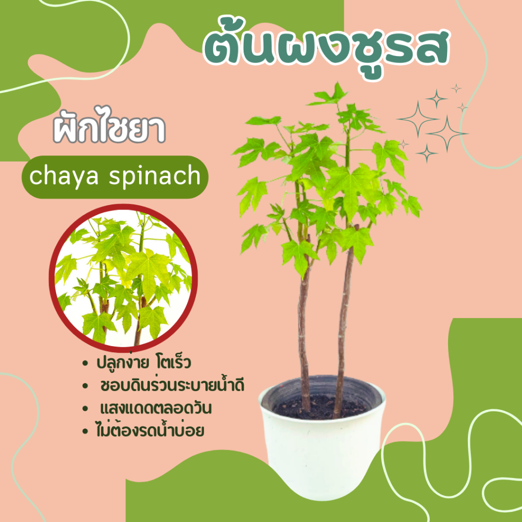 ต้นผงชูรส-คะน้าเม็กซิโก-ผักไชยา-chaya-spinach