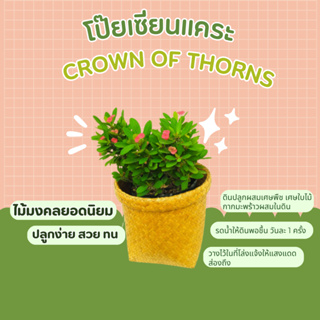 โป๊ยเซียน  Crown of Thorns ไม้มงคลยอดนิยม โป๊ยเซียนแคระ