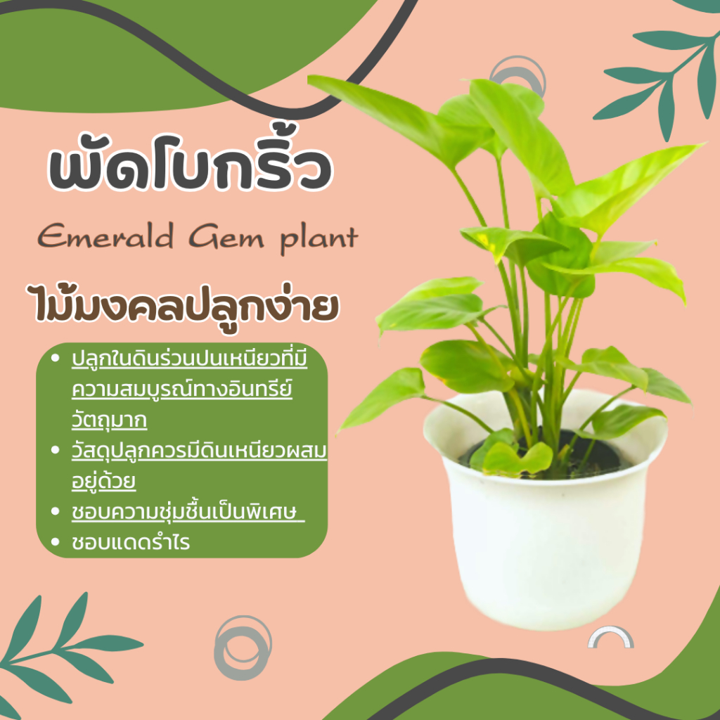 ต้นพัดโบกน้ำ-พัดโบกริ้ว-emerald-gem-plant-ไม้น้ำ