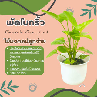 ต้นพัดโบกน้ำ พัดโบกริ้ว Emerald Gem plant ไม้น้ำ