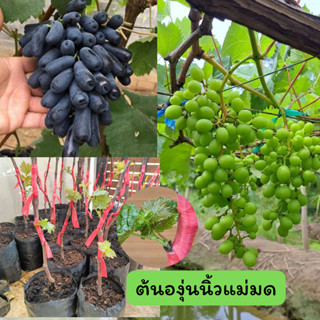 ต้นองุ่นนิ้วแม่มด ต้นองุ่นตอ ต้นองุ่นไร้เม็ด